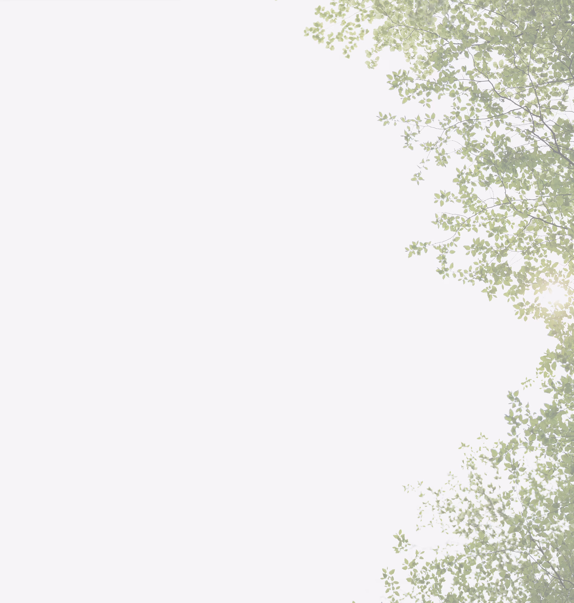 Faded background image of sunlight shining through leaves on a tree.