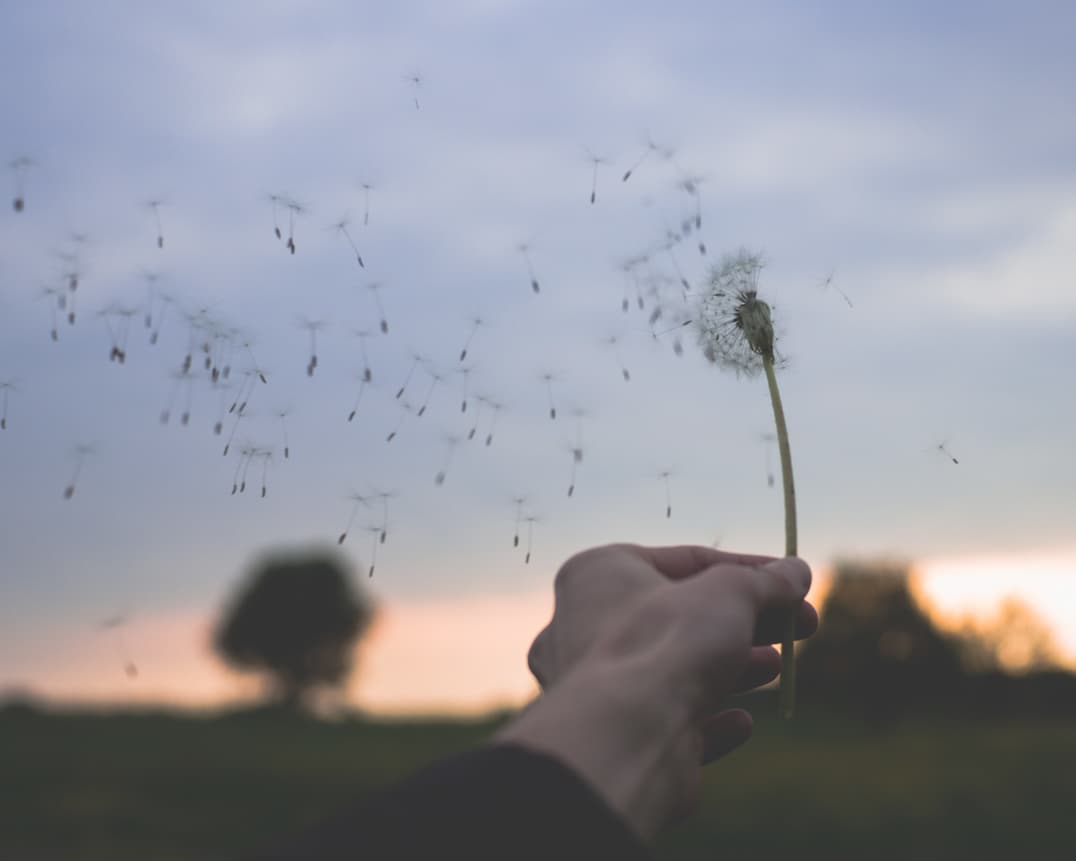 A hand holding a dandelion upwards against a rural backdrop with seeds blowing away in the wind.